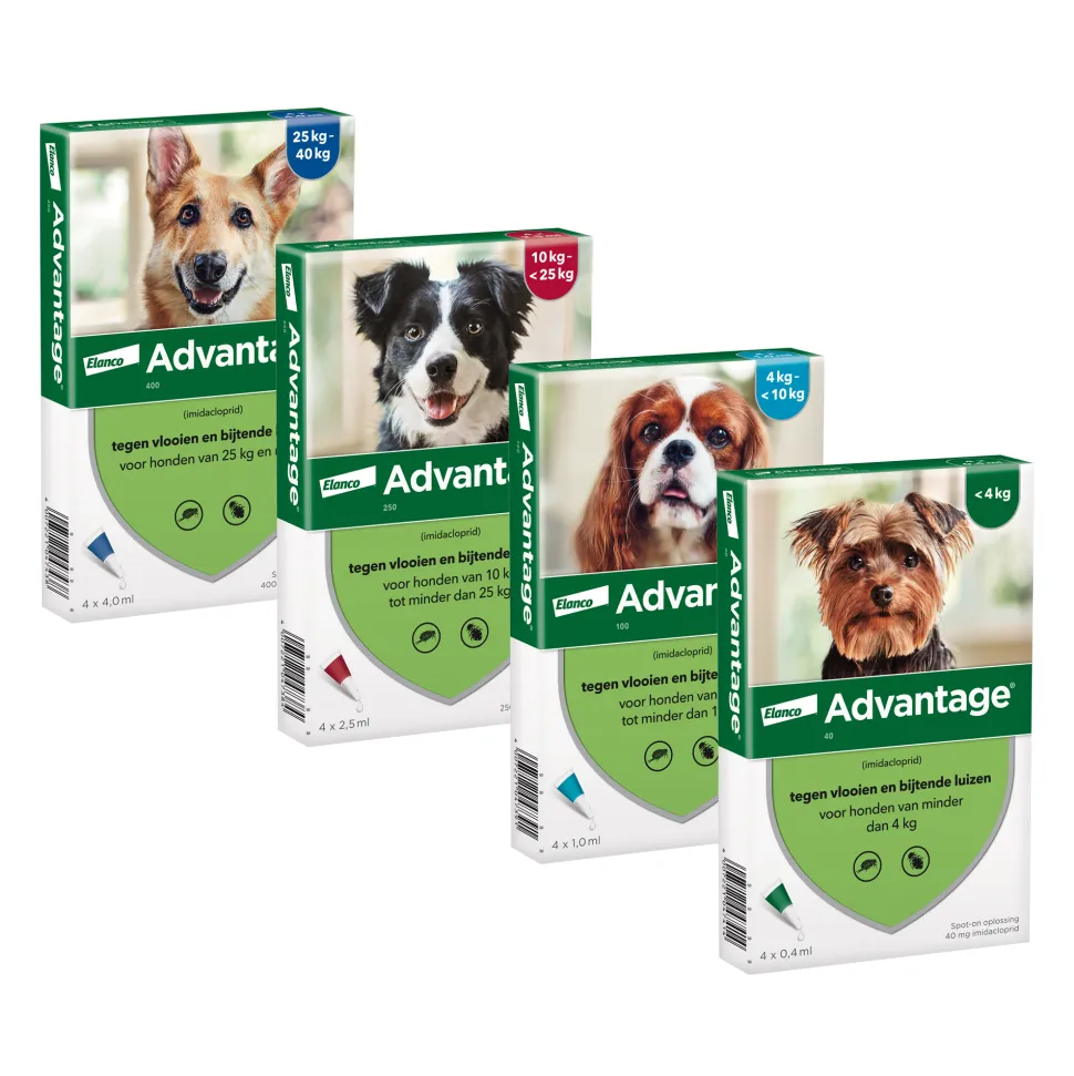 Advantage Hond