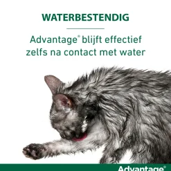 Advantage Kat