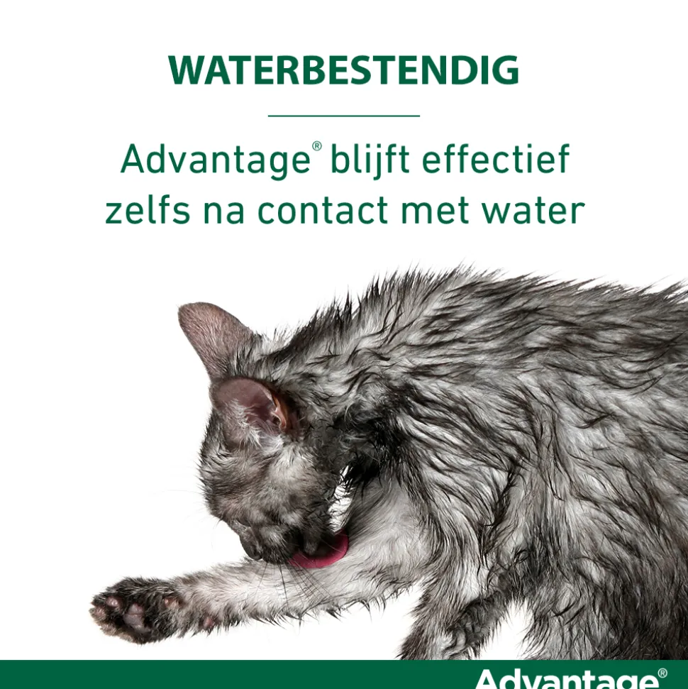 Advantage Kat