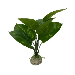 Aqua Della Anubias