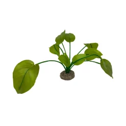 Aqua Della Anubias