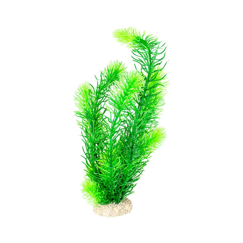 Aqua Della Hornwort