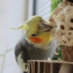 Back Zoo Nature Shredder Smasher