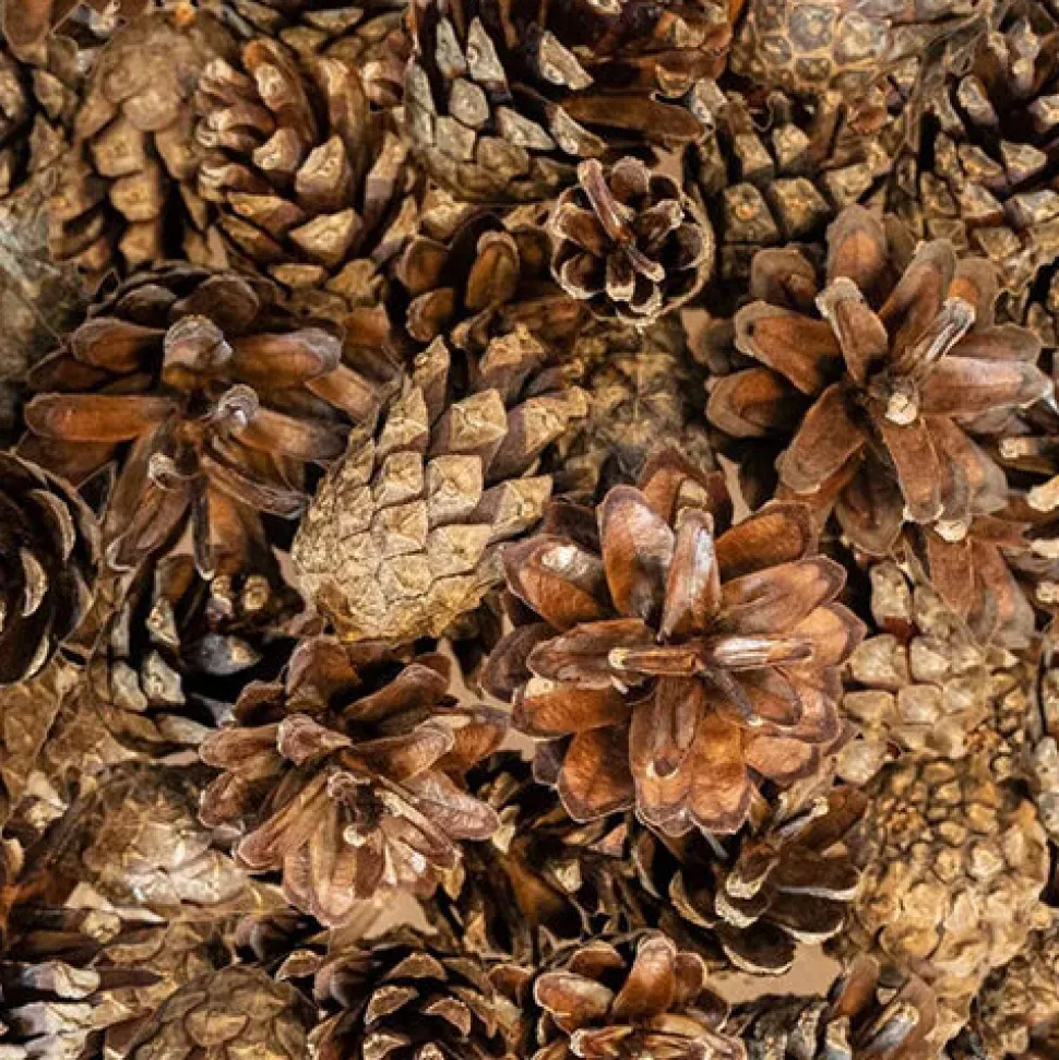 Back Zoo Nature Small Forest Pine Cones