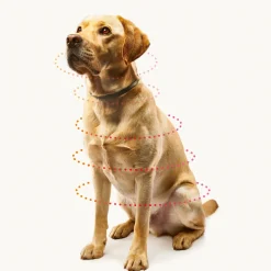Beaphar Canishield Hond
