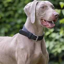 Beeztees  Balacron Ax Halsband Kunstleer - Hond