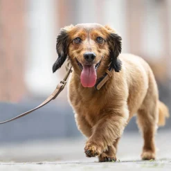 Beeztees  Balacron Ax Halsband Kunstleer - Hond