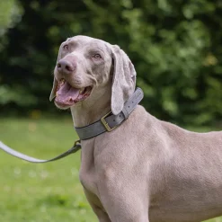 Beeztees  Balacron Ax Halsband Kunstleer - Hond