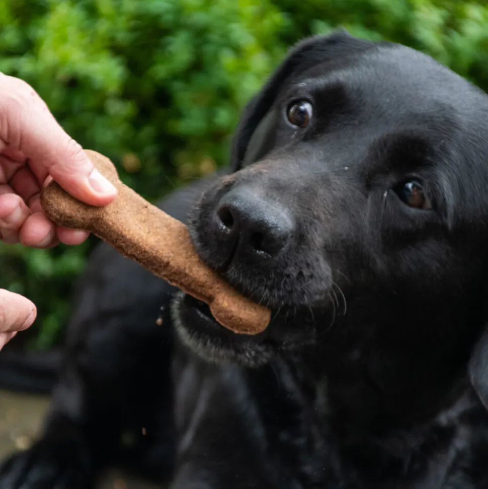 Bugbone Hondensnack
