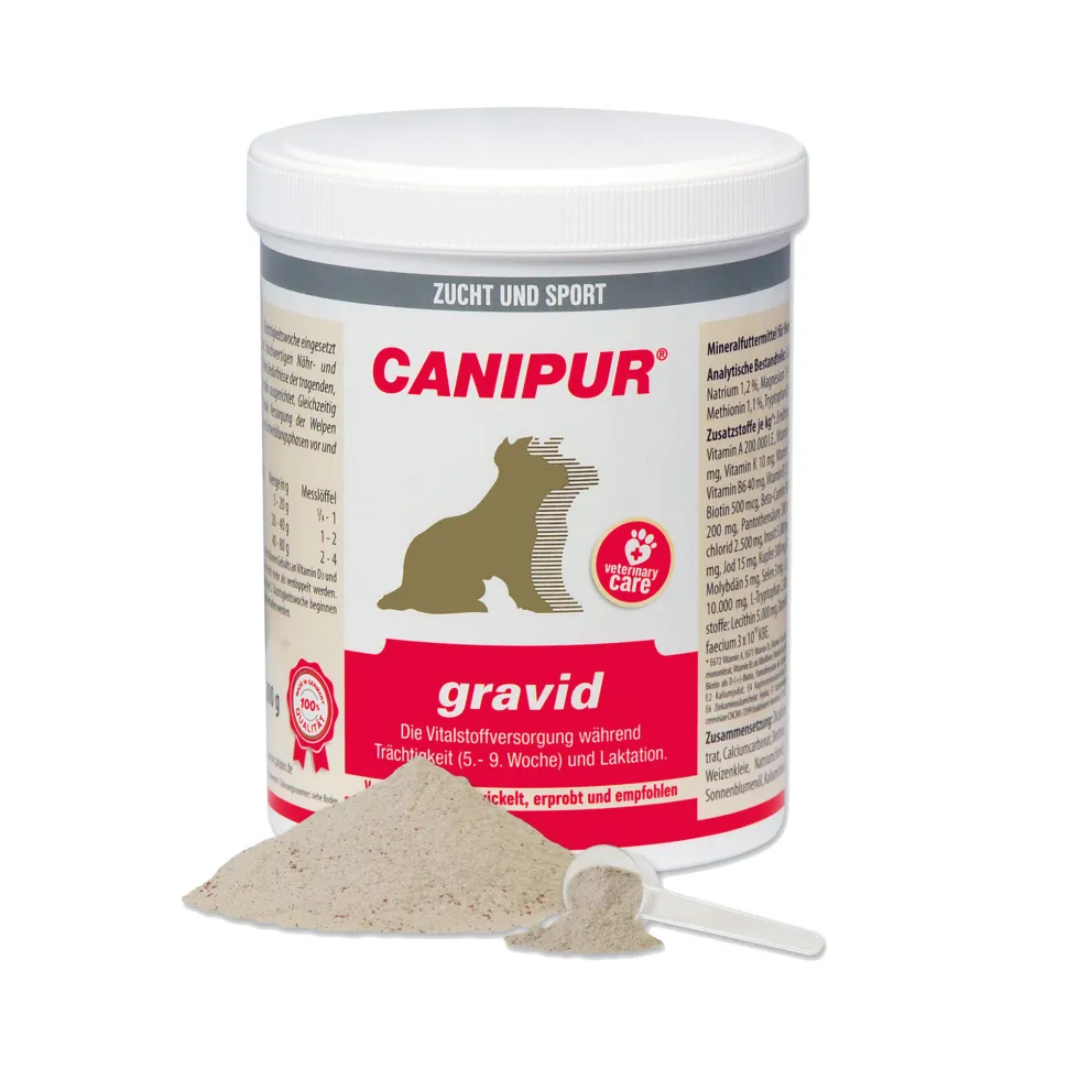 Canipur Gravid