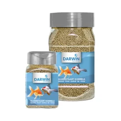 Darwin Sluierstaart Korrels