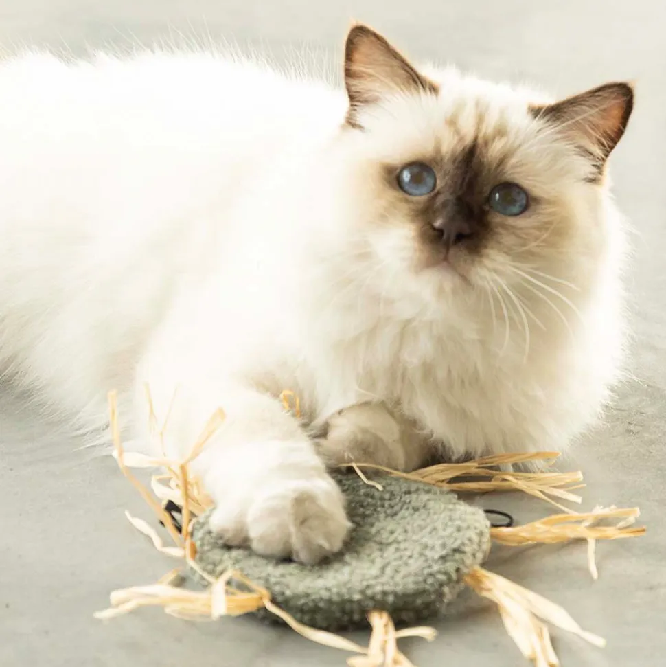 D&D Kattenspeeltje Milly