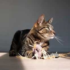 D&D Kattenspeeltje Milly
