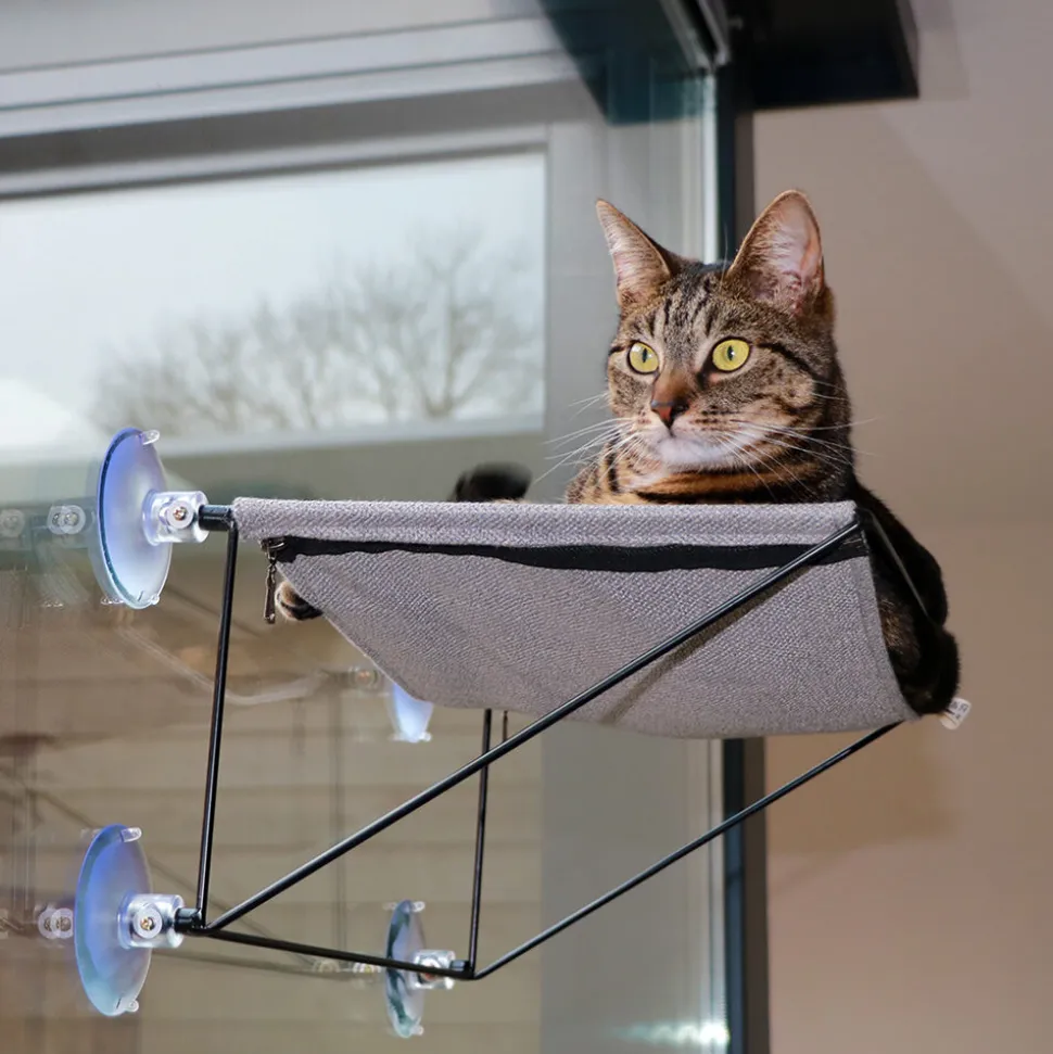 D&D Olivia Raamhangmat