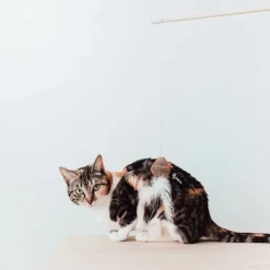 District 70 Smash Kattenhengel