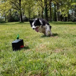 Dog Comets Star Chaser