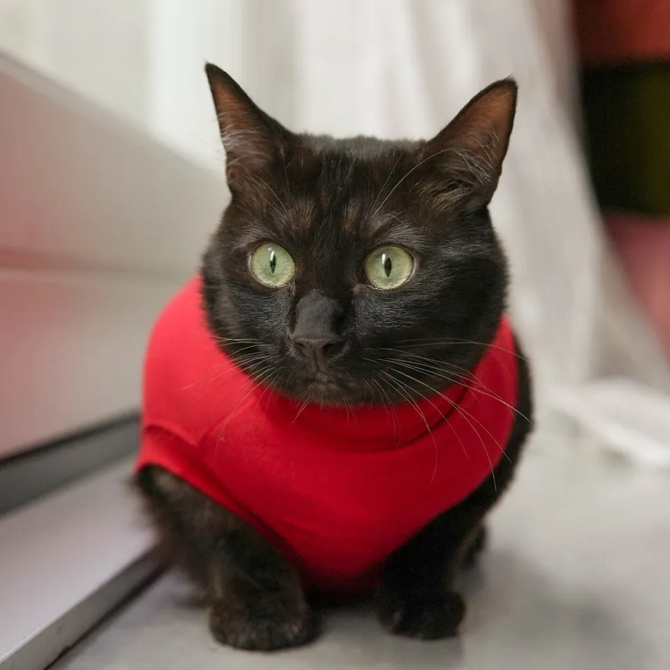 Dr. Ann's Protective Shirt Kat