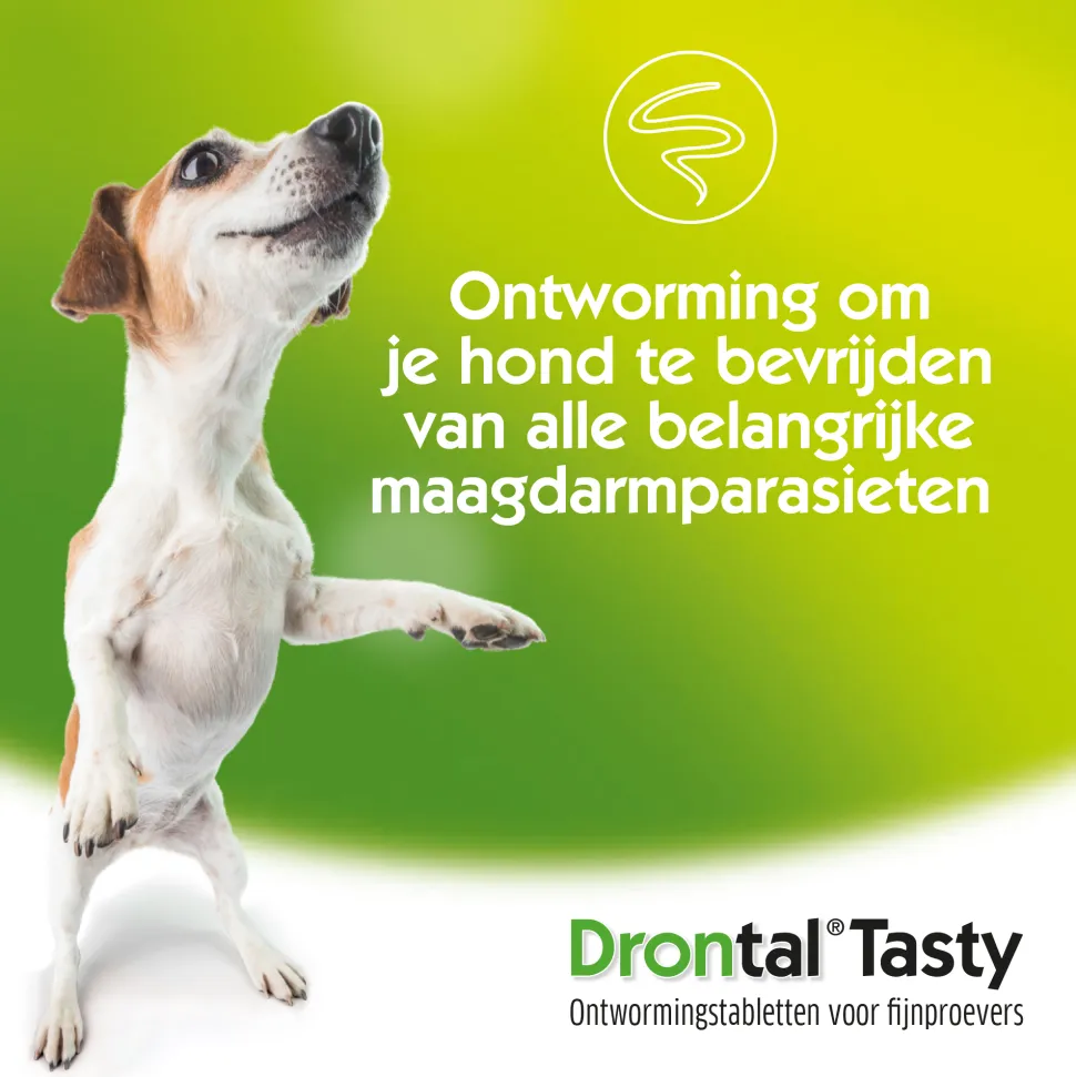 Drontal Dog Tasty