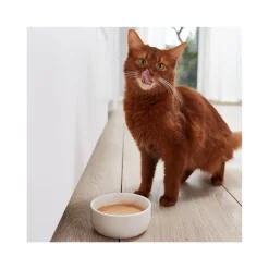 GimCat Pudding