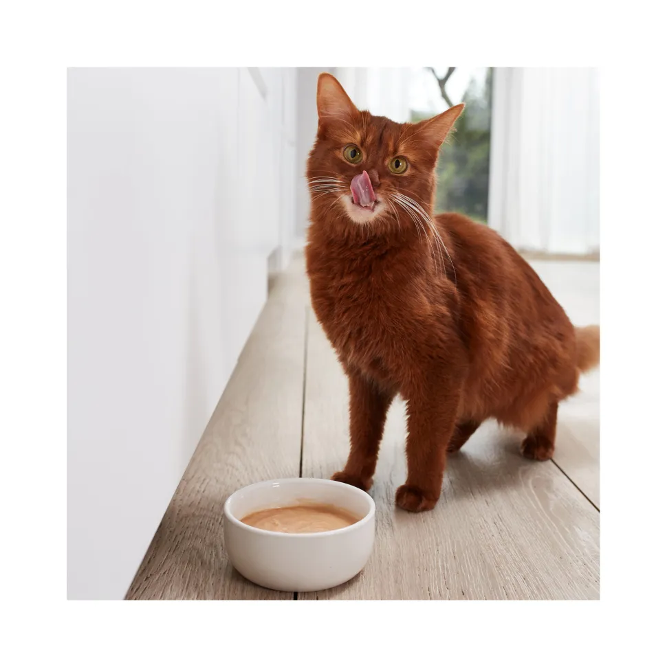 GimCat Pudding