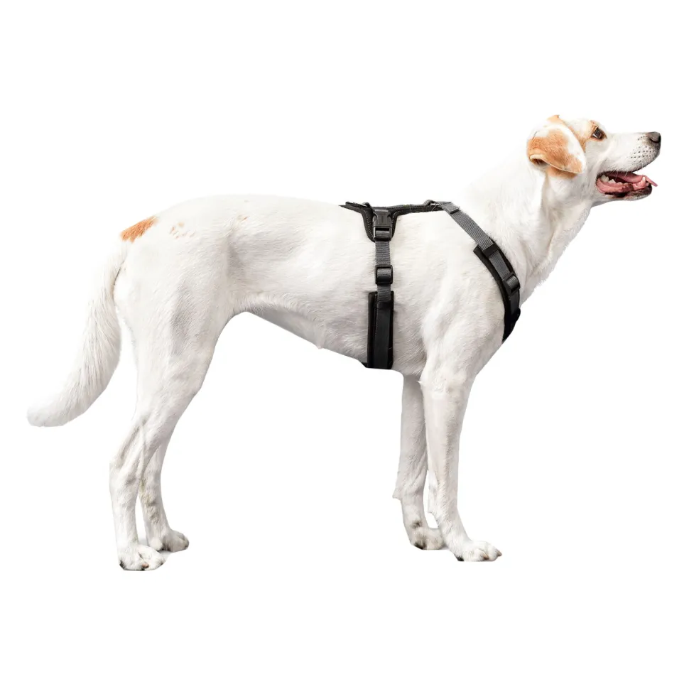 Hunter Harness Maldon