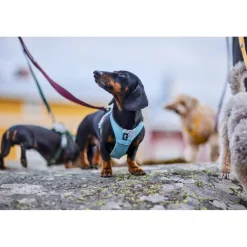 Hurtta Harness Seeker