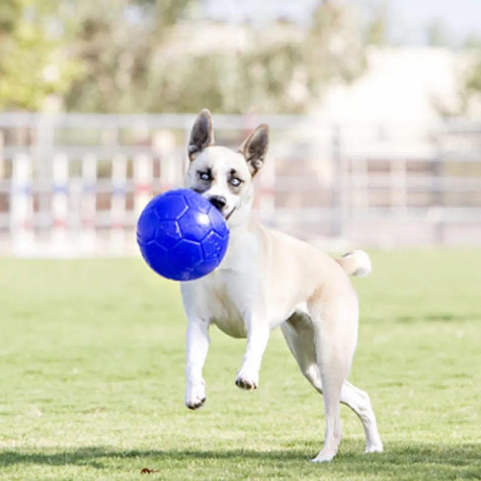 Jolly Soccer Ball
