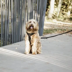 Kentucky Dog Harness Active Velvet