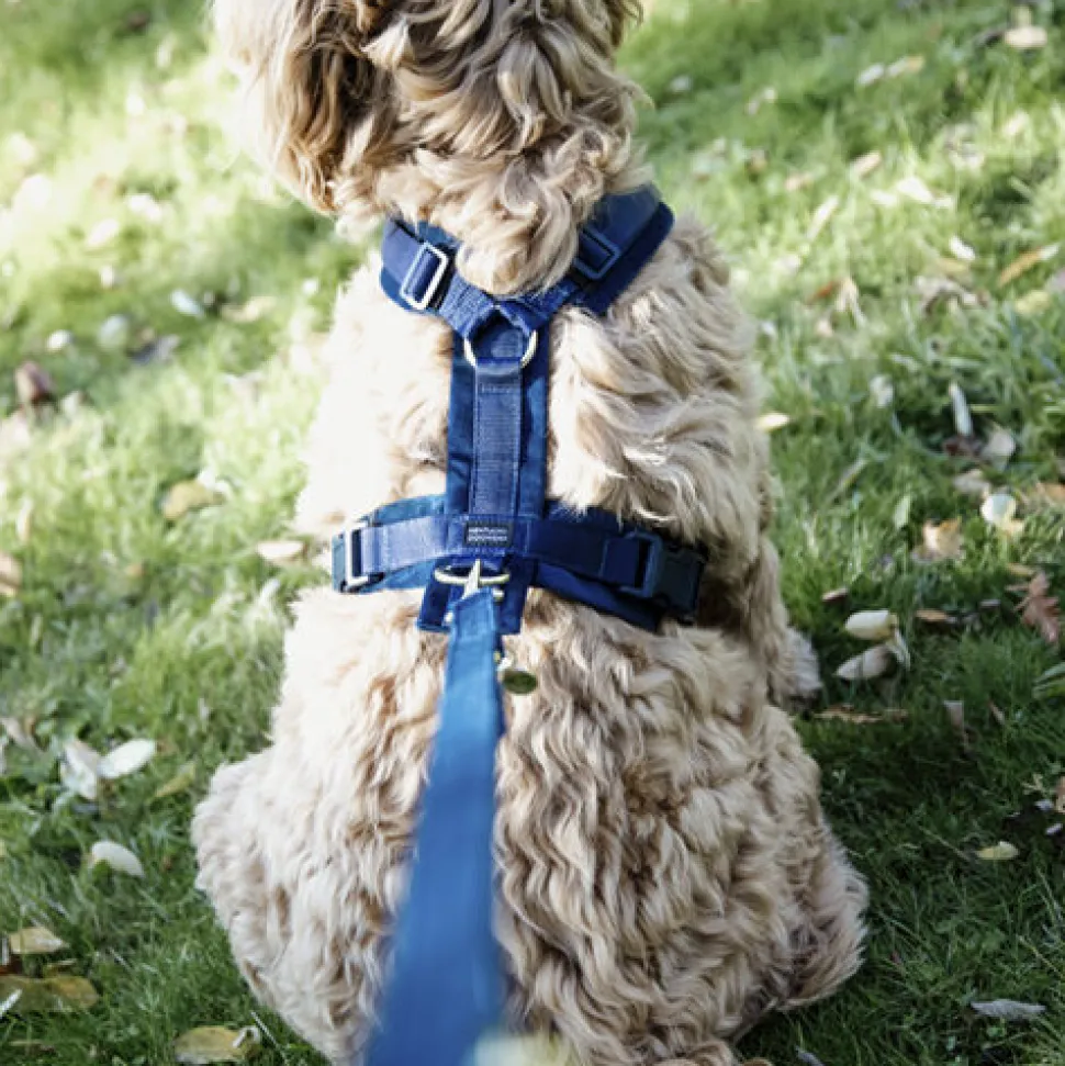 Kentucky Dog Harness Active Velvet