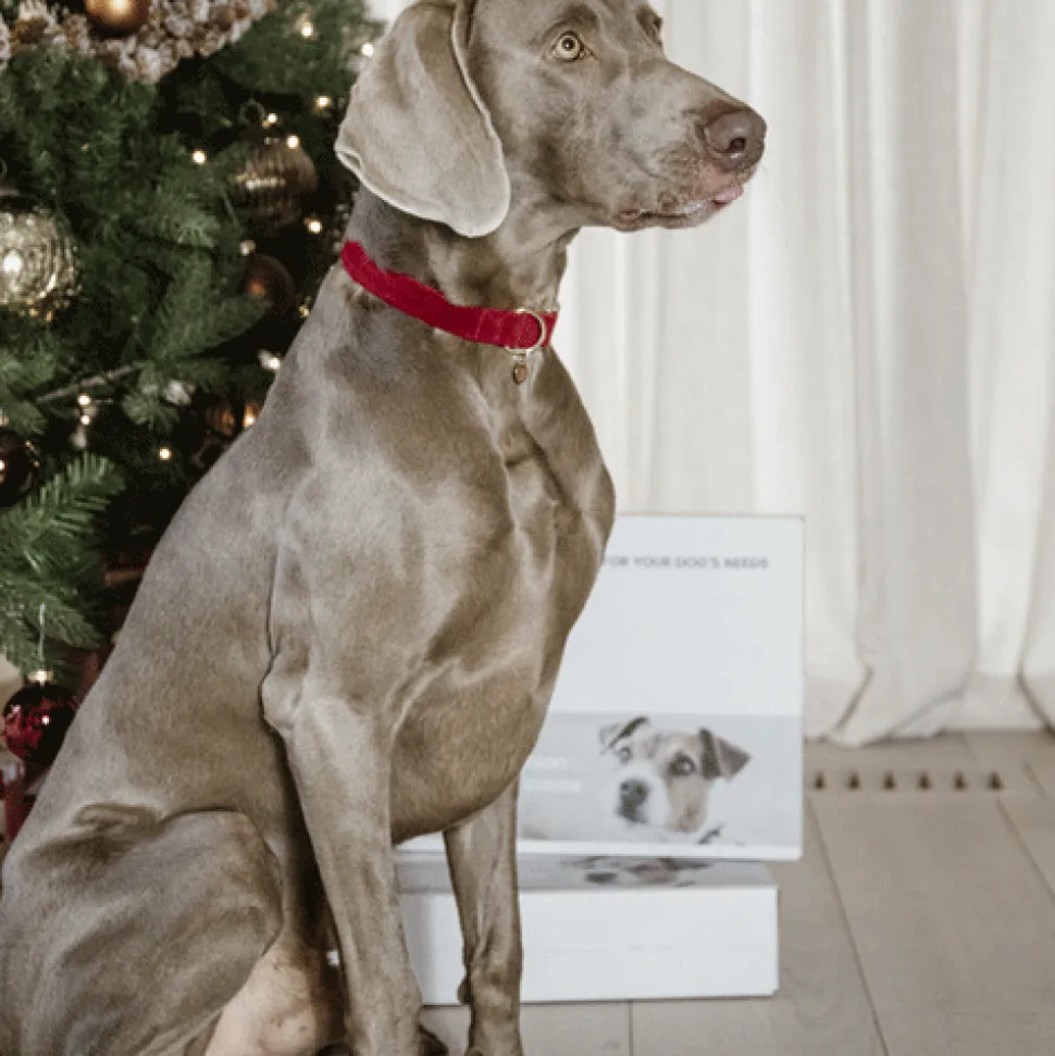 Kentucky Dogwear Corduroy Hondenhalsband