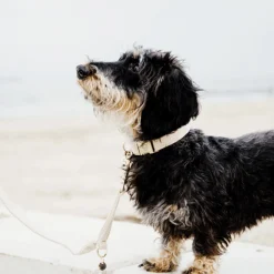 Kentucky Dogwear Hondenhalsband Wool