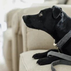 Kentucky Dogwear Hondenhalsband Wool