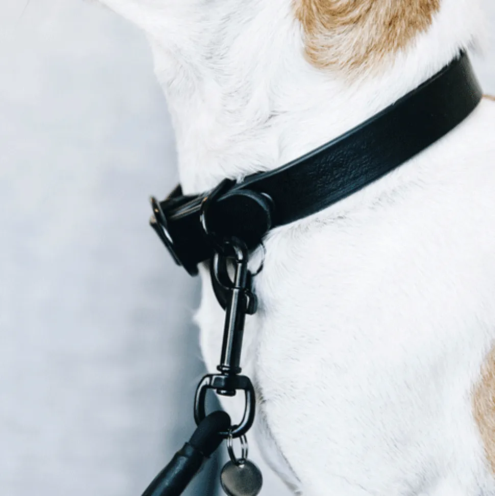Kentucky Dogwear Soft Rubber Hondenhalsband