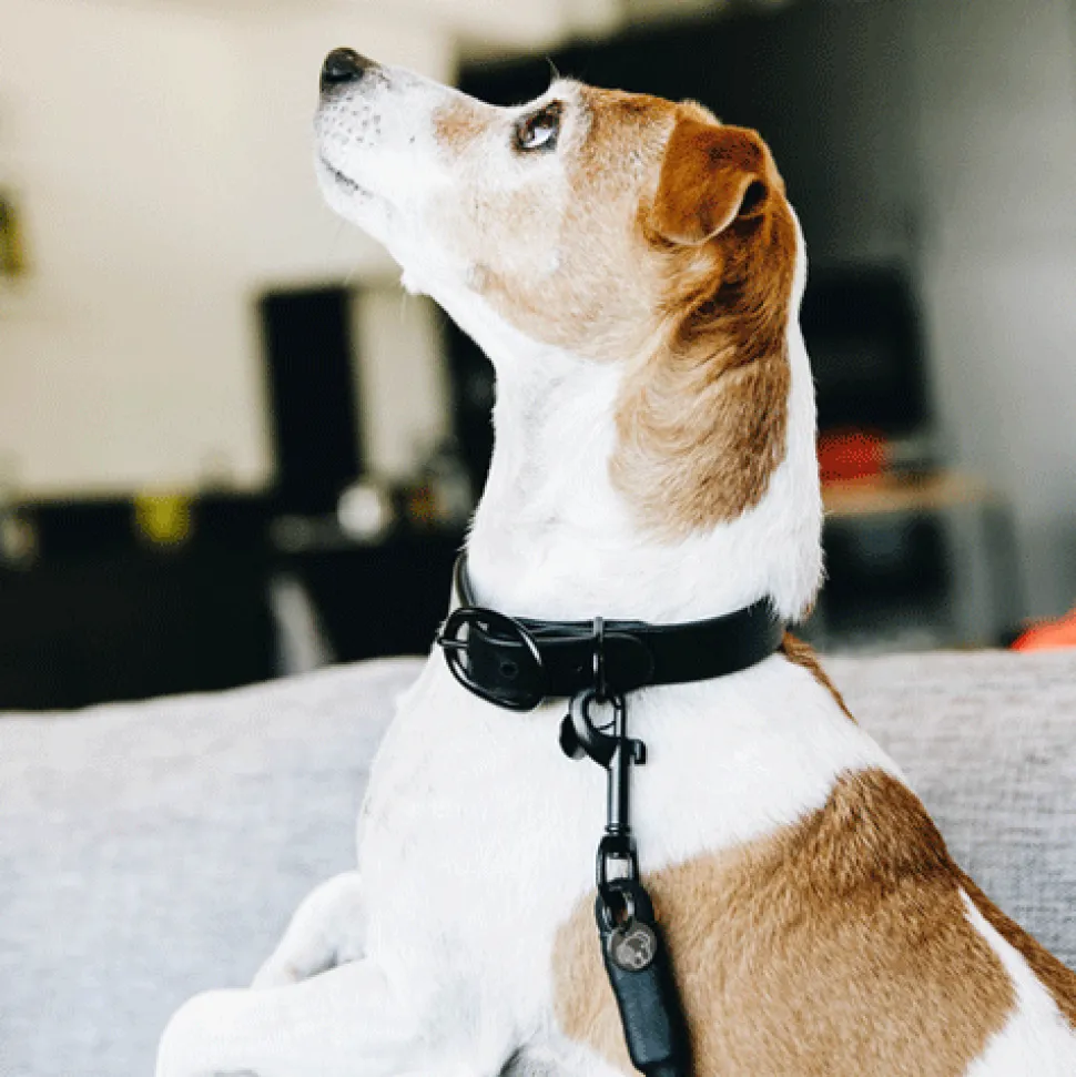 Kentucky Dogwear Soft Rubber Hondenhalsband