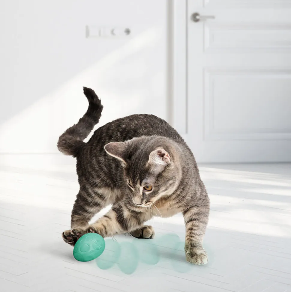 KONG Infused Ei Met Catnip
