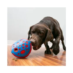 Kong Rewards Wally Hond