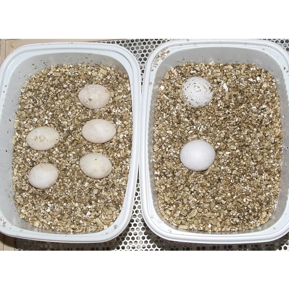 Lucky Reptile Vermiculite