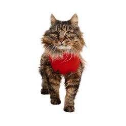 Medical Pet Shirt kat