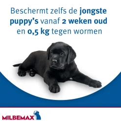 Milbemax Hond