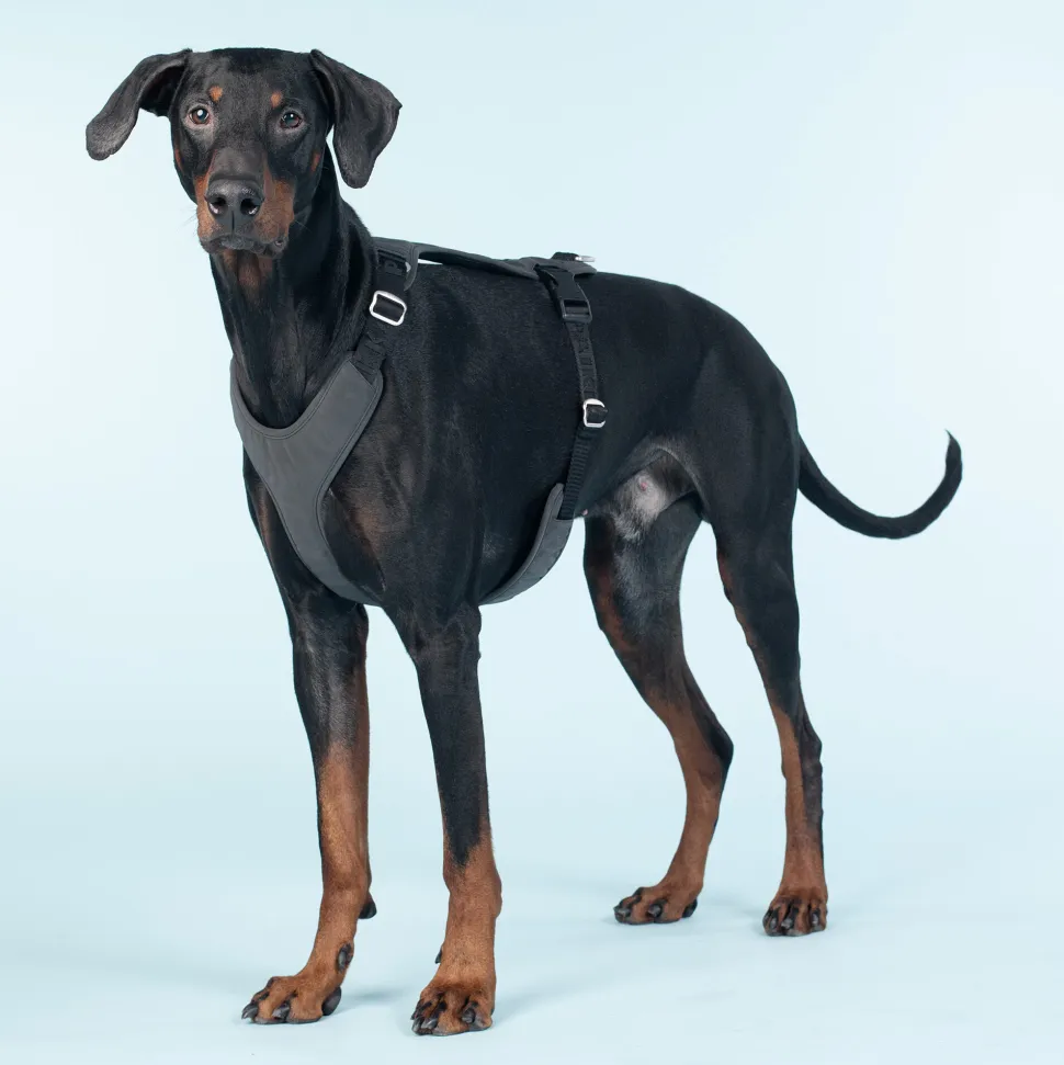 PAIKKA Visibility Harness