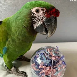 Petlala Buffet Ball