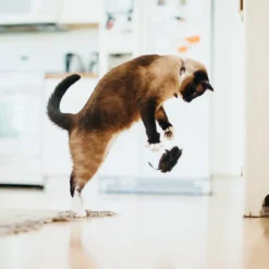 P.L.A.Y. Pet Feline Frenzy Cat Toy - Mice
