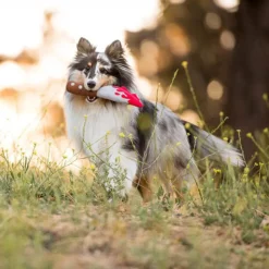 P.L.A.Y. Pet Howling Haunts - Doggy Dagger