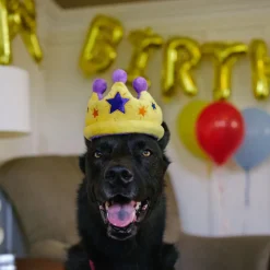 P.L.A.Y. Pet Party Time Collection - Canine Crown