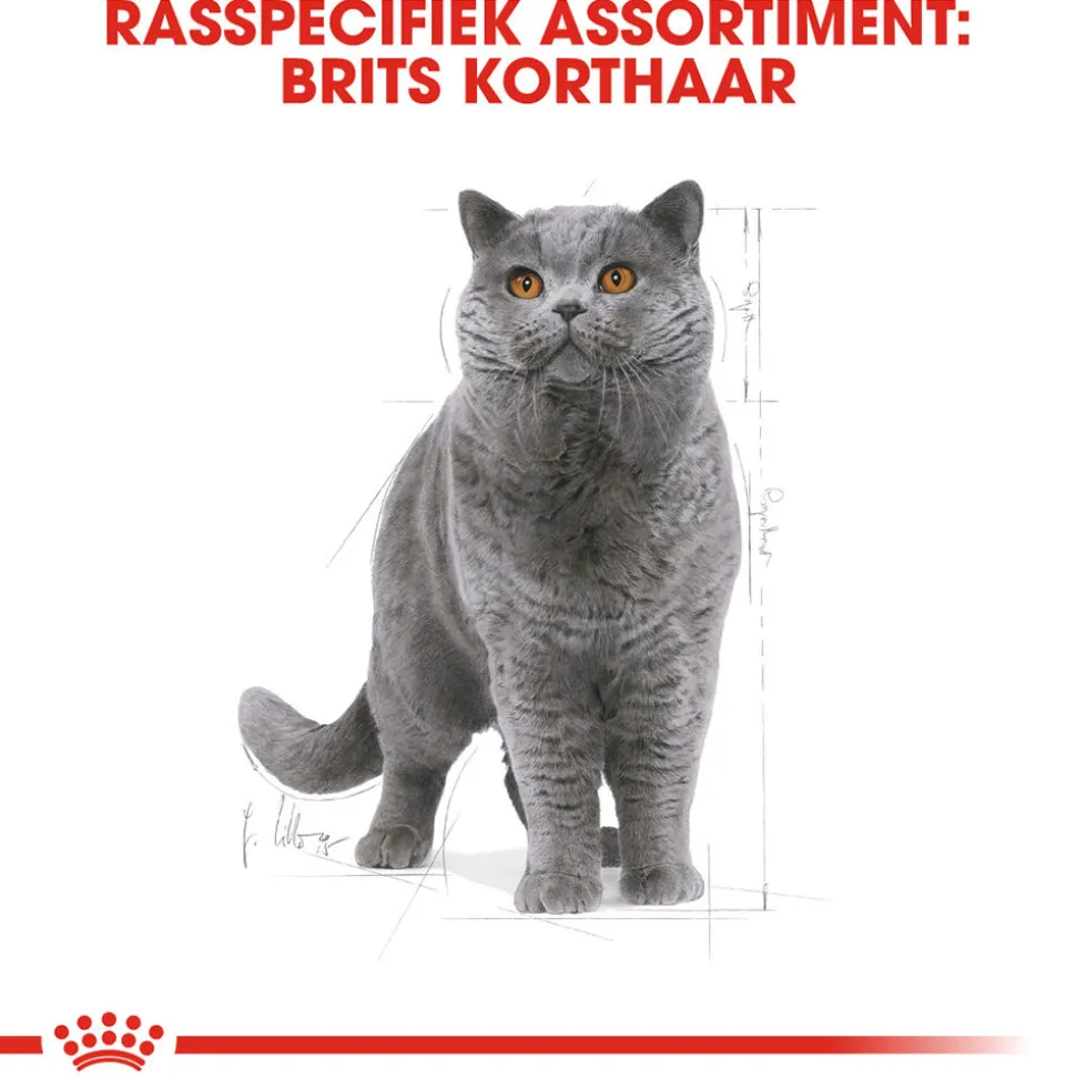 Royal Canin British Shorthair Adult - Kattenvoer