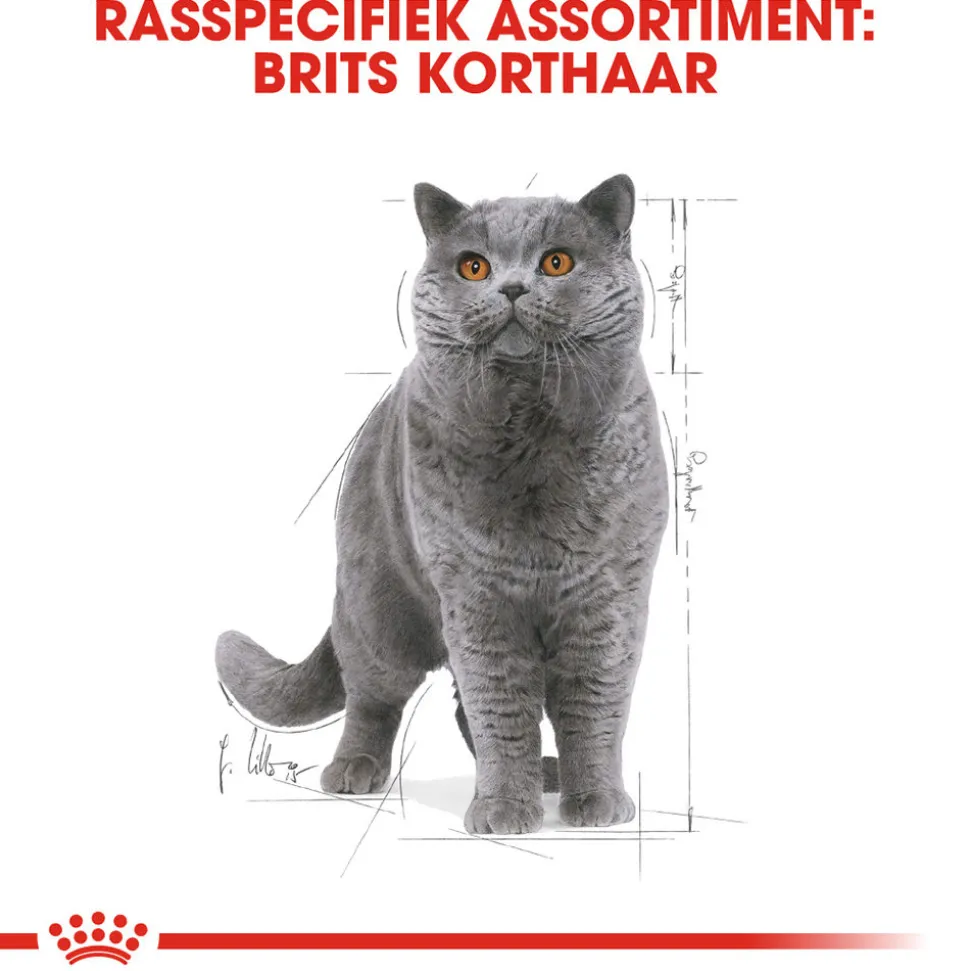 Royal Canin British Shorthair Adult Wet - Kattenvoer