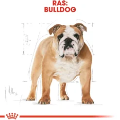 Royal Canin Bulldog Adult - Hondenvoer
