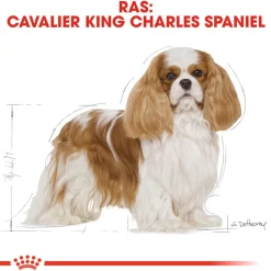 Royal Canin Cavalier King Charles Adult - Hondenvoer