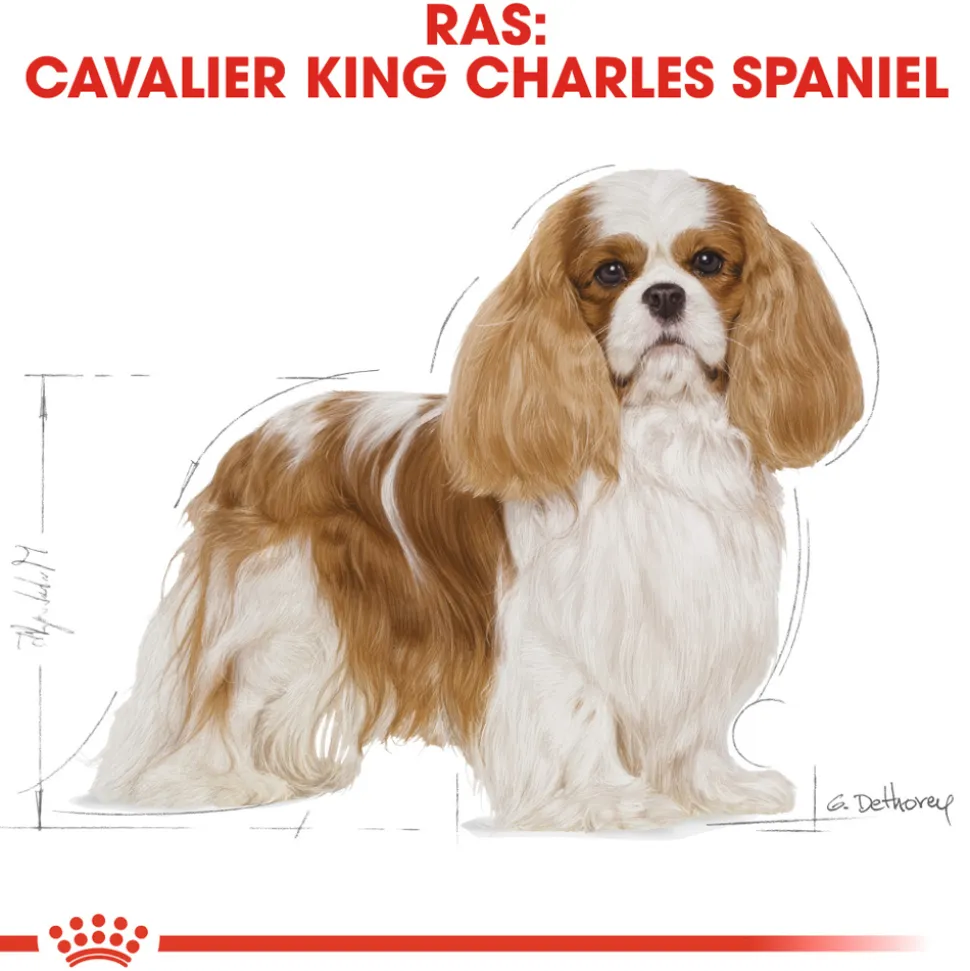Royal Canin Cavalier King Charles Adult - Hondenvoer