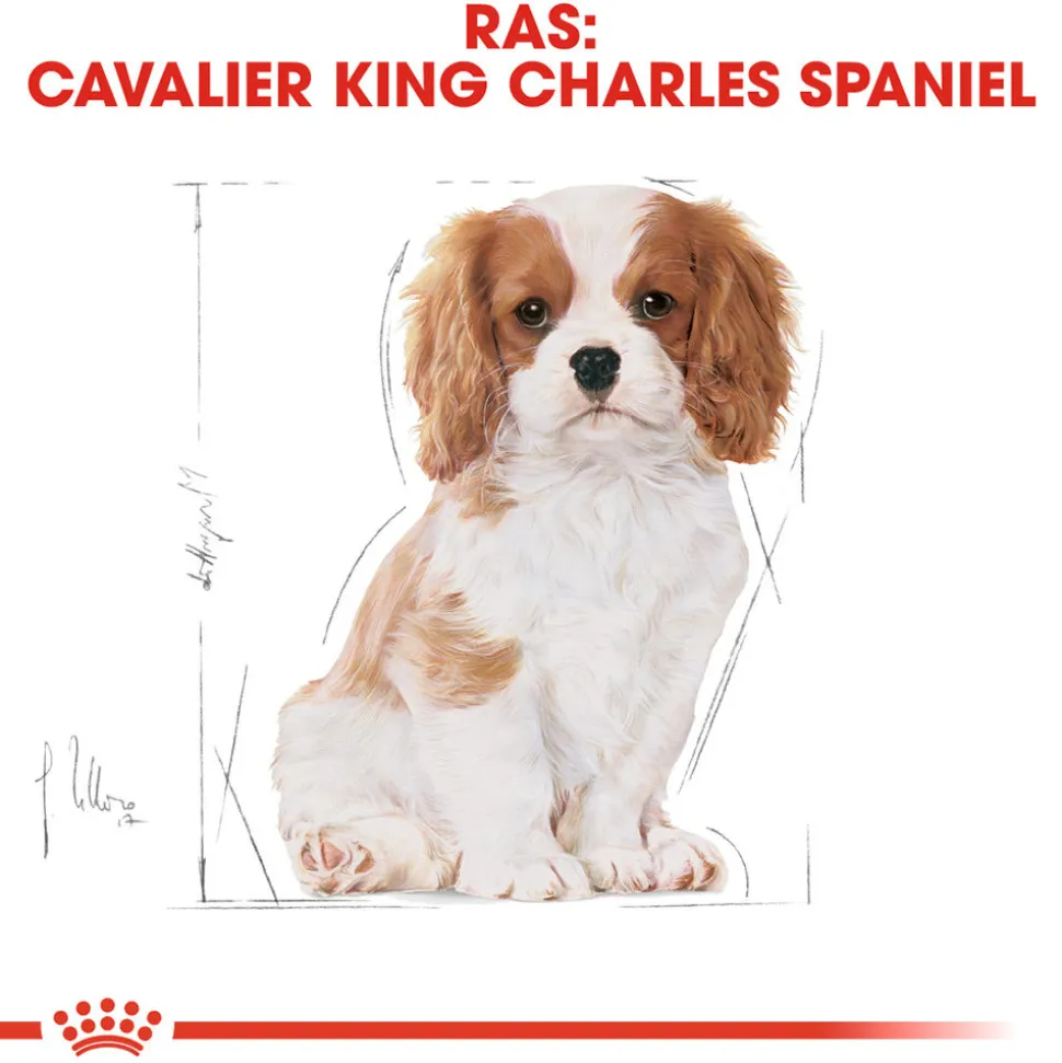 Royal Canin Cavalier King Charles Puppy - Hondenvoer